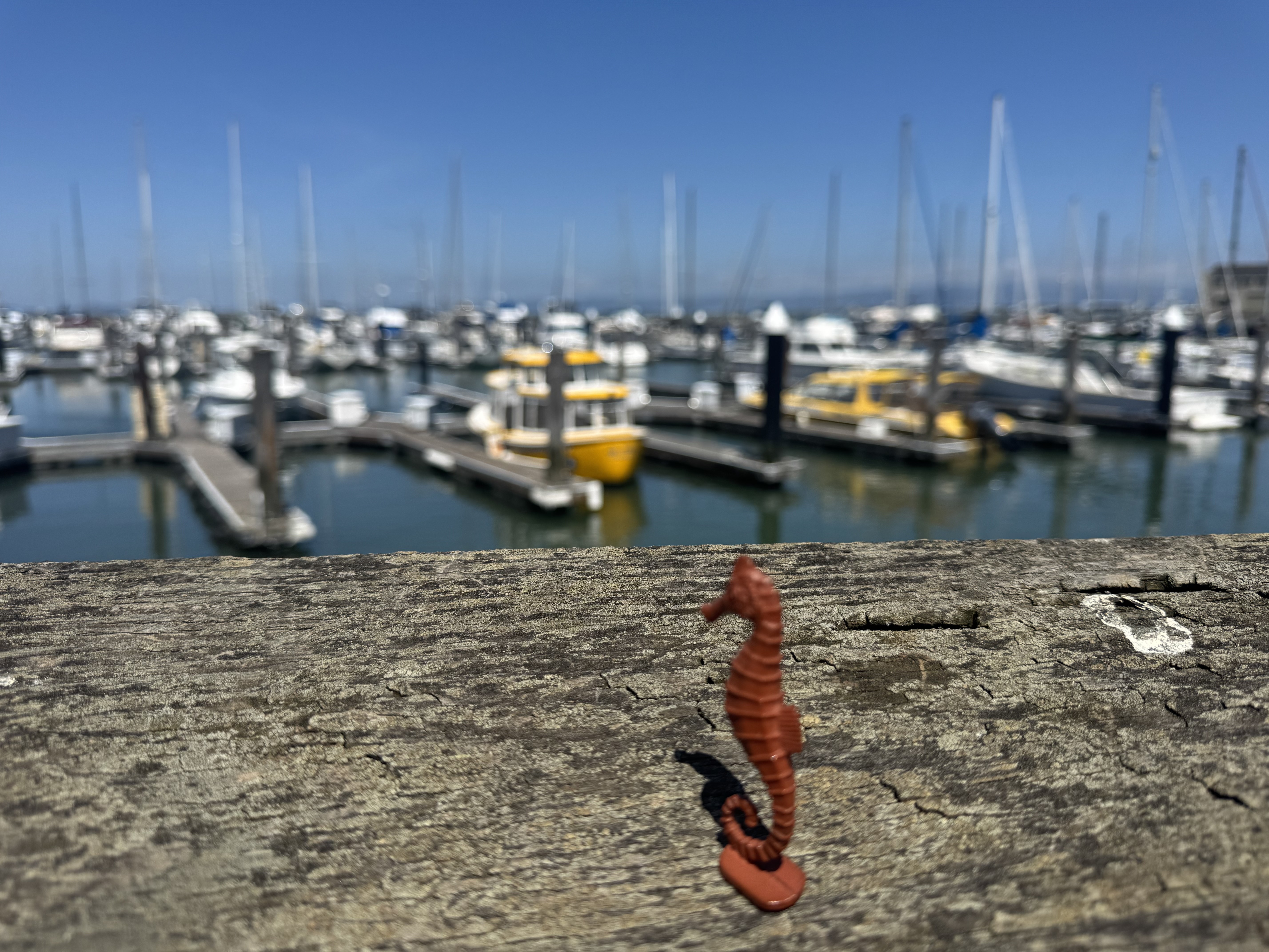 The seahorse surveys the marina