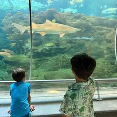 Sharks, and two very still boys