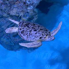 The turtle, unbothered