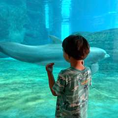 A dolphin looking back